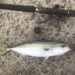 ハマチ・サゴシ