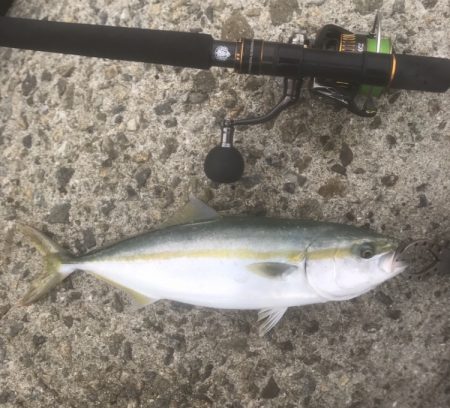 ハマチ・サゴシ