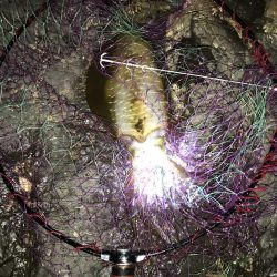 秋アオリイカヤエンで600g⭐︎