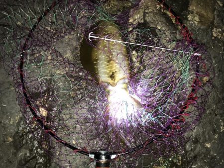 秋アオリイカヤエンで600g⭐︎