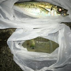 こんなのが釣れるのか！