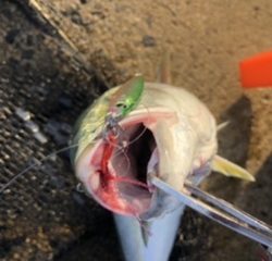 風強いし雨降るし・・・