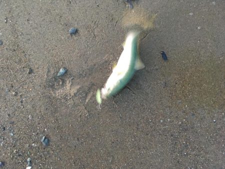 大神子でツバス