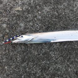 ハマチはお留守