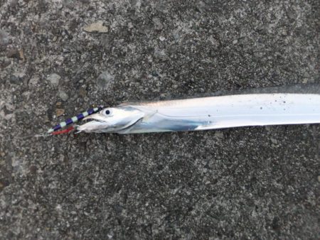 ハマチはお留守