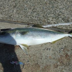 サヨリ釣れず、ハマチ４５，４１㎝他