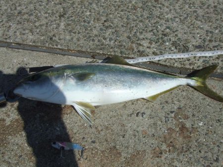 サヨリ釣れず、ハマチ４５，４１㎝他