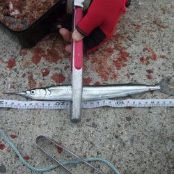 南芦屋浜　満足のサヨリ釣果