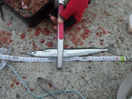 南芦屋浜　満足のサヨリ釣果