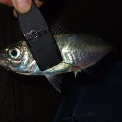 まとまった群れは居ない