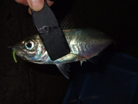 まとまった群れは居ない