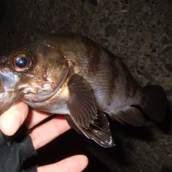 アジング釣行で五目