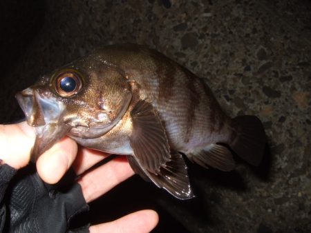 アジング釣行で五目