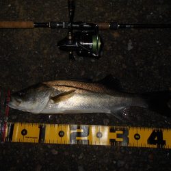 ライトシーバスゲーム…。