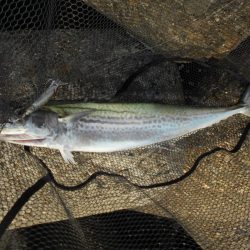 1時間半で青物4ヒット♪