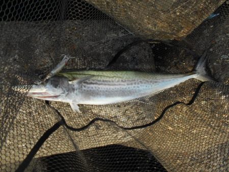 1時間半で青物4ヒット♪