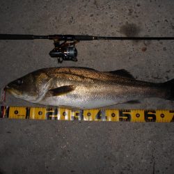 もうランカーでええや～ん