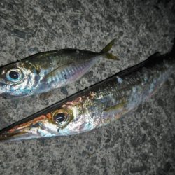 寒くなりました