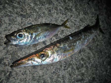 寒くなりました