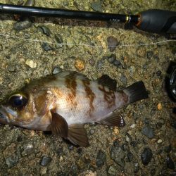 アオリイカ不発