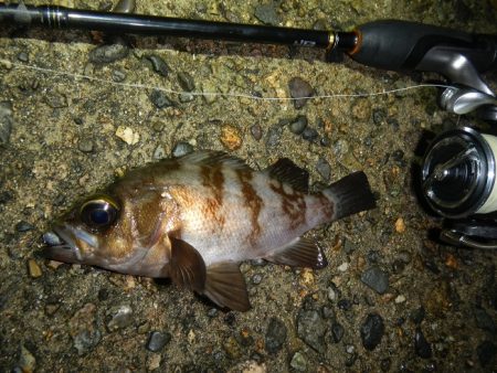 アオリイカ不発