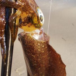 午後からエギングへ