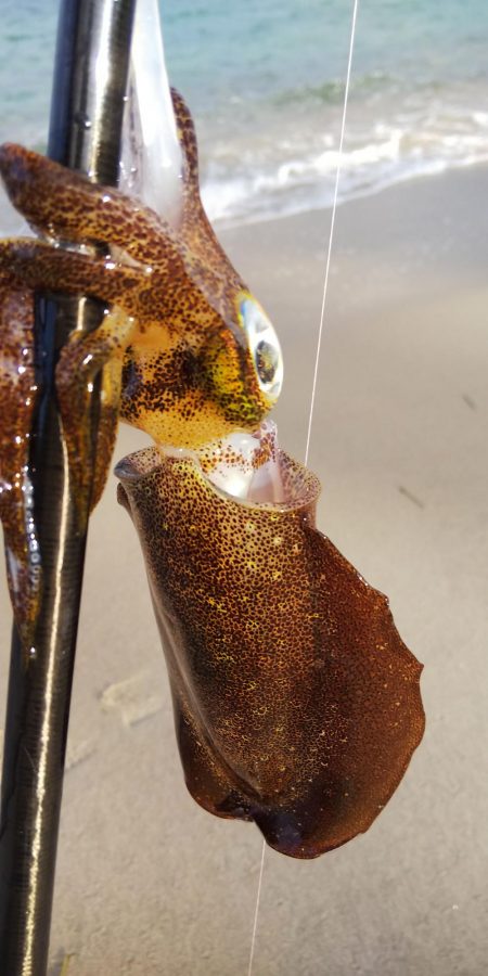 午後からエギングへ