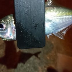 今夜はアジング！！