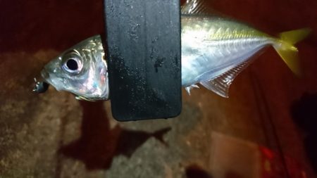 今夜はアジング！！