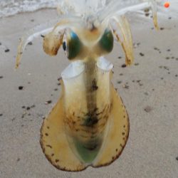 午後からエギング