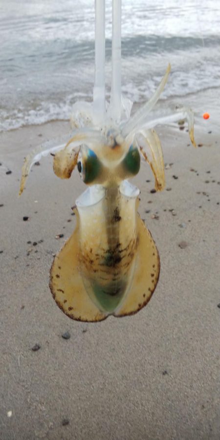 午後からエギング