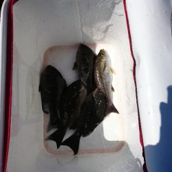 須江でグレ釣り