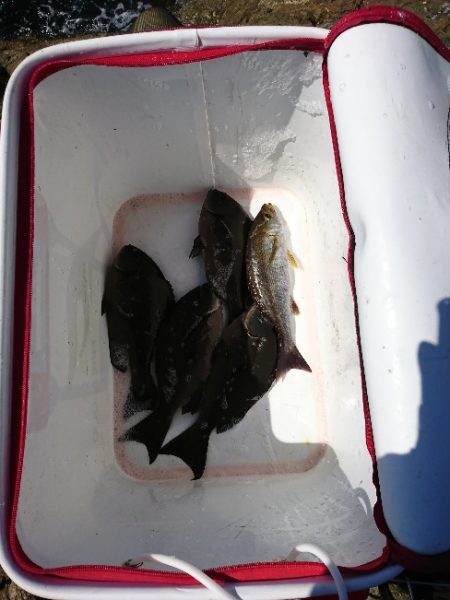 須江でグレ釣り