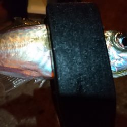 少しだけアジング！！