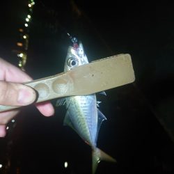 タチウオ、青物狙いが青物(サバ)、青物(アジ)、青物(ハマチ)