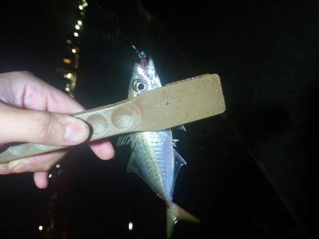 タチウオ、青物狙いが青物(サバ)、青物(アジ)、青物(ハマチ)