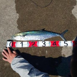 最近の赤石埠頭について