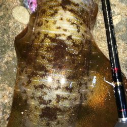 2日続けてスミ1でした