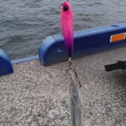 青物不発 タチウオぼちぼち