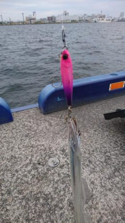 青物不発 タチウオぼちぼち