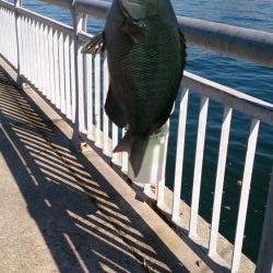 ライトジギング