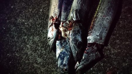 タチウオ少ない