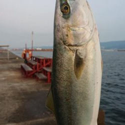 武庫一でハマチ、サゴシ