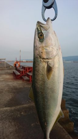 武庫一でハマチ、サゴシ