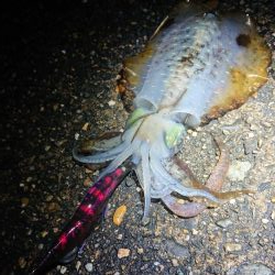 朝はエソ、夜はイカ