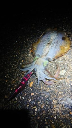 朝はエソ、夜はイカ