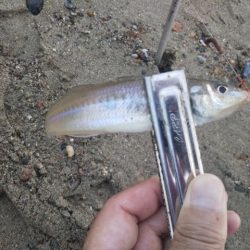 アタリはあるのに・・・