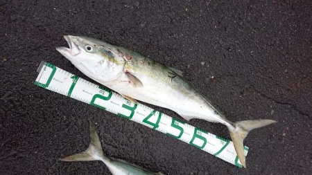 堤防からまさかのブリ！