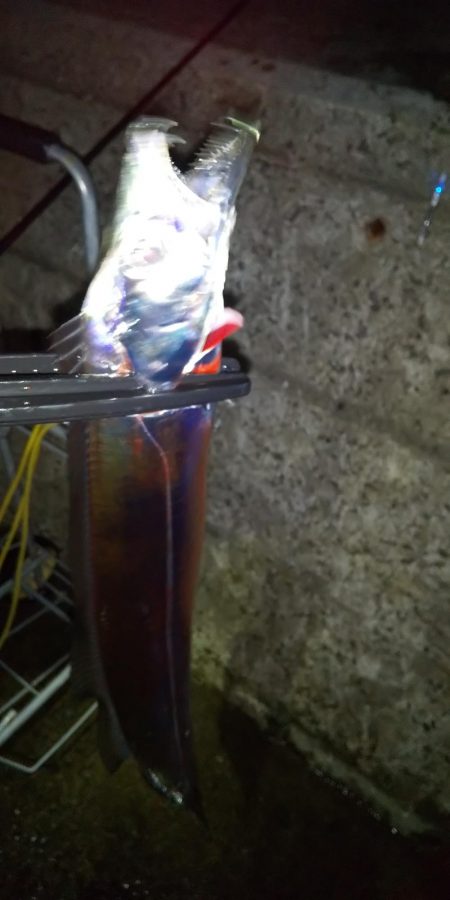 ワインドは不調もウキ釣りで挽回