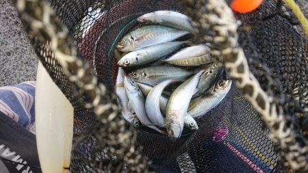 アオリ、アジ、タッチー